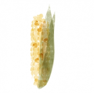 תירס מתוק במיוחד super sweet corn