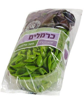 חסה סלנובה Salanova lettuce