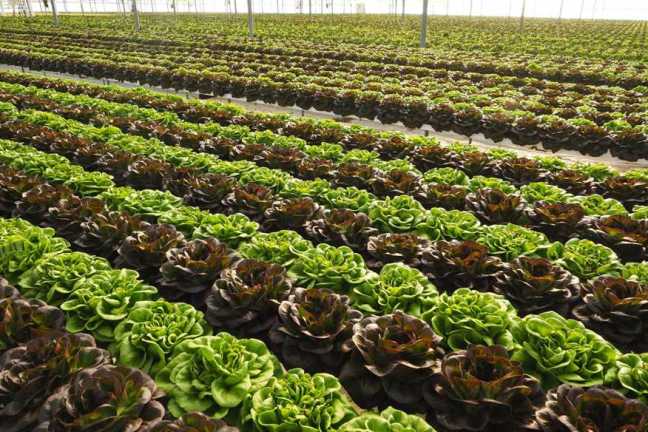 ירקות בחממה בגידול הידרופוני